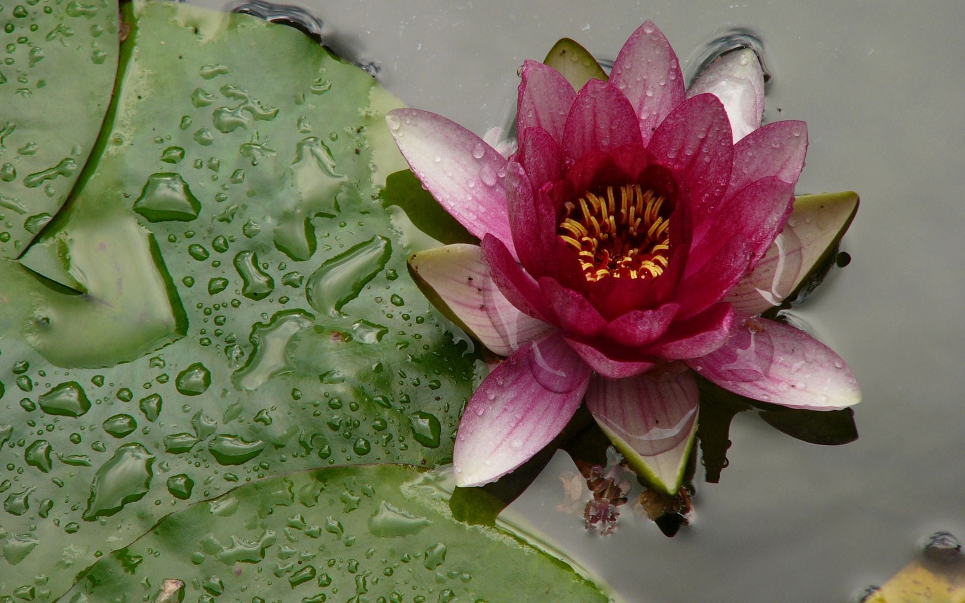 red lily flower wallpaper