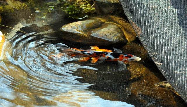 Koi Pond Netting