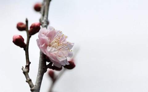 umeblossom