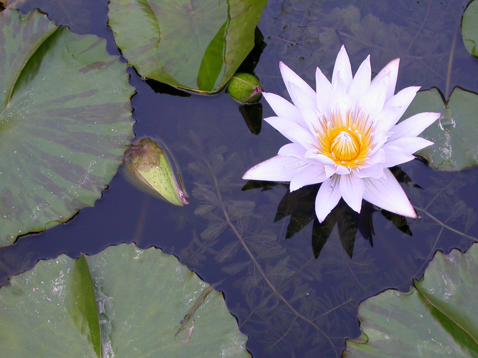 Pink And Yellow Water Lily Wallpaper Loch Ness Water Gardens Images, Photos, Reviews