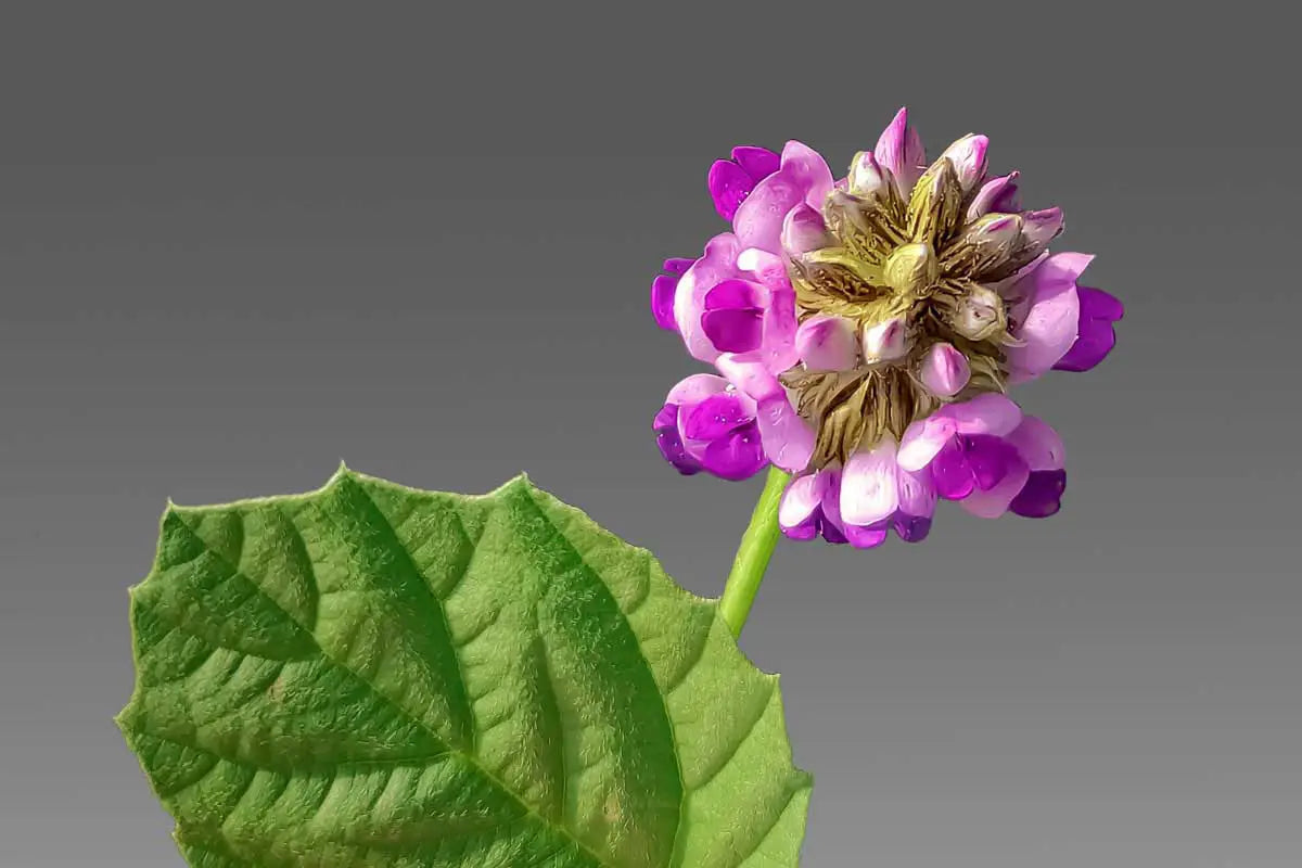 Bakuchiol - eine Alternative zu Retinol?