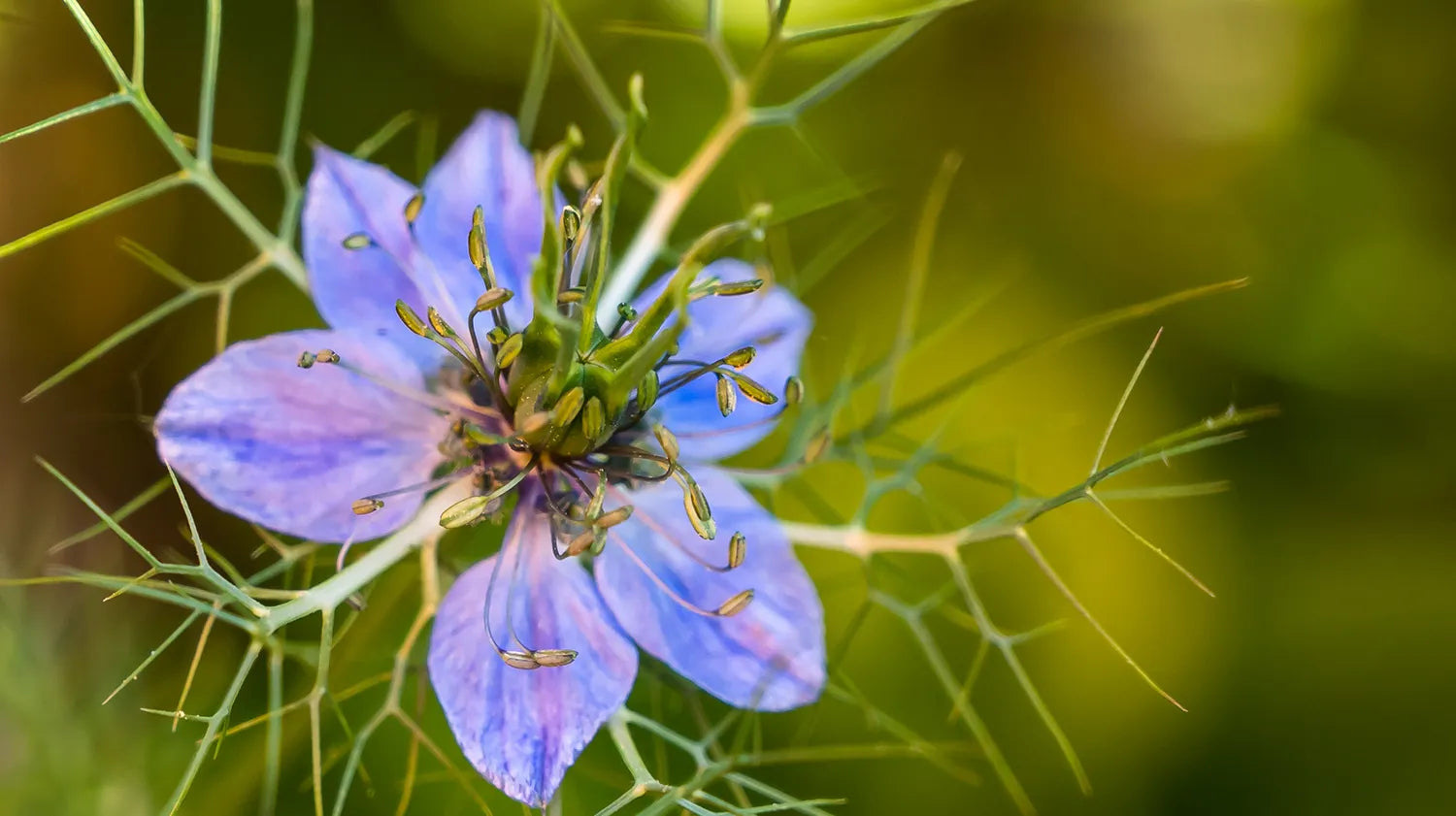 Black seed ingredient