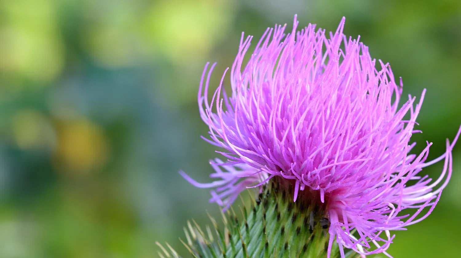 Milk thistle ingredient