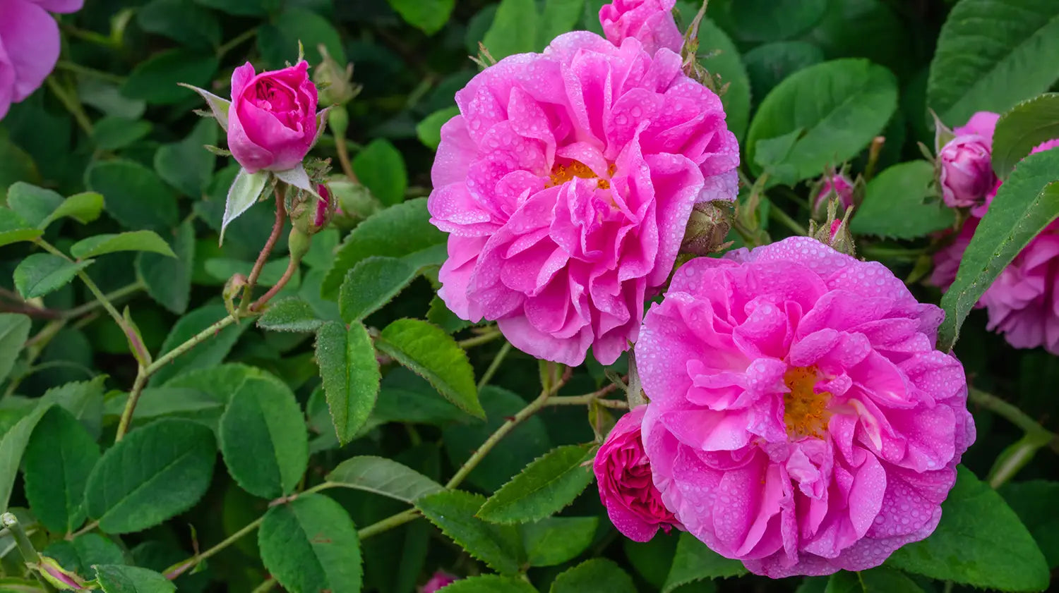 Bulgarian rose oil ingredient