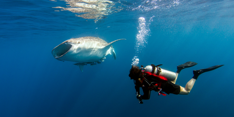 scuba diving with shark