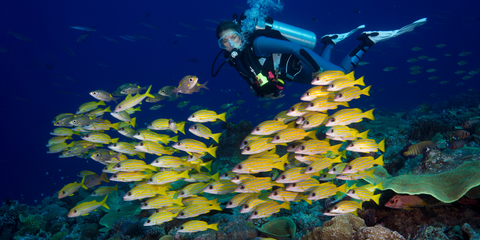 scuba diving with fish