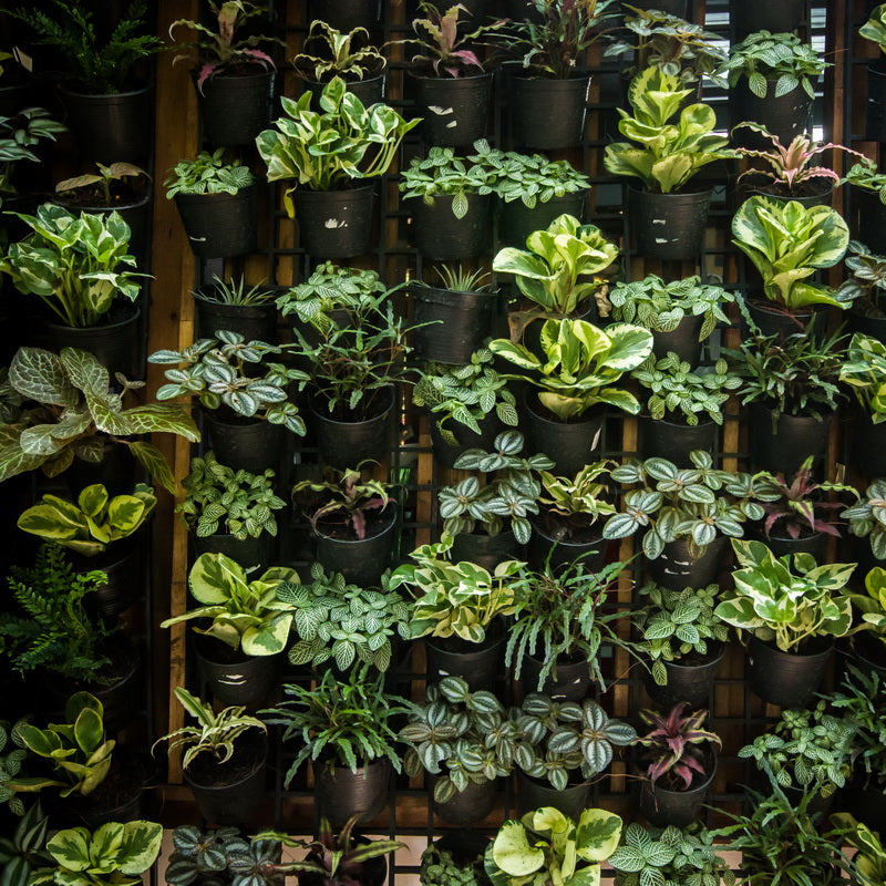 綠色植物牆 綠植牆 環保 空氣清新 改善空氣 淨化空氣 綠植牆設計安裝 