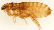 cat flea