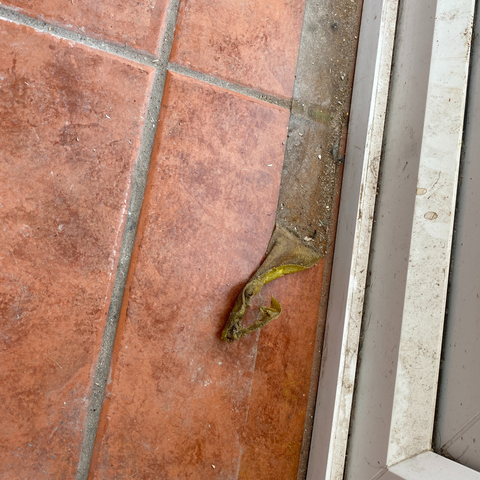 Sticky tape on her Conservatory Floor