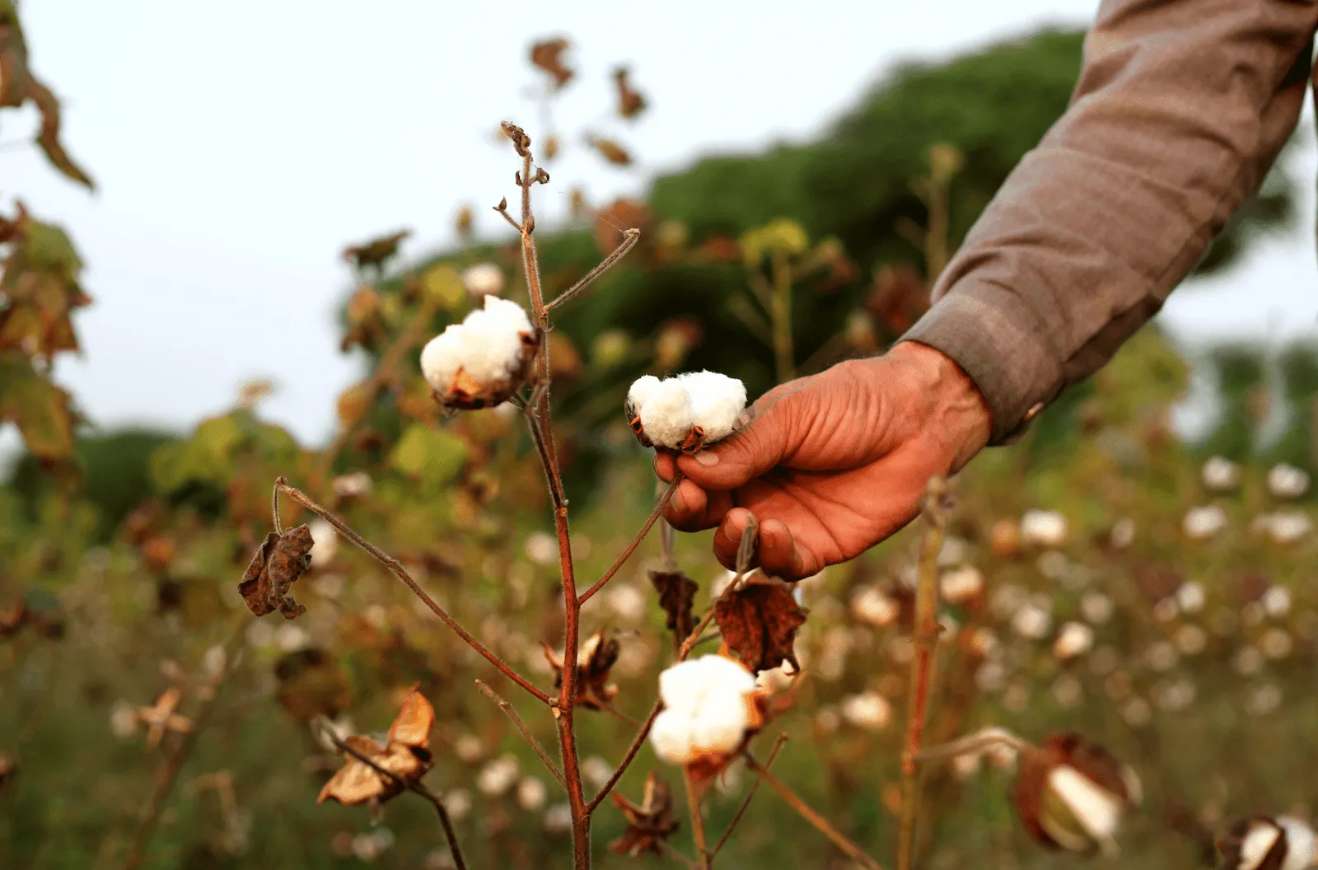 hand-holding-cotton-in-field