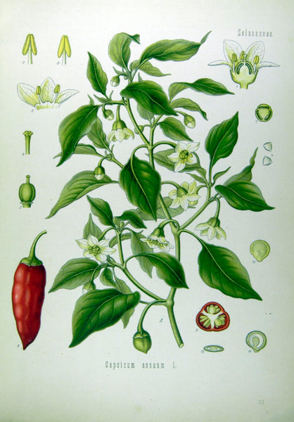 Botanische Illustration Chili