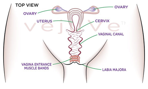 Vagina-frontview-no-semen-conception-aid-ttc-(480x480)