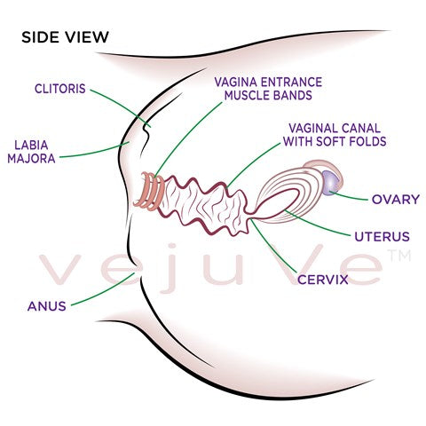 Vagina-sideview-no-semen-conception-aid-ttc-(480x480)