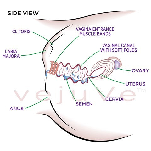 Vagina-side-semen-conception-aid-ttc-(480x480)