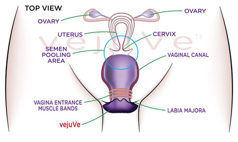 vejuve-front-no-semen-conception-aid-ttc-(800x480)