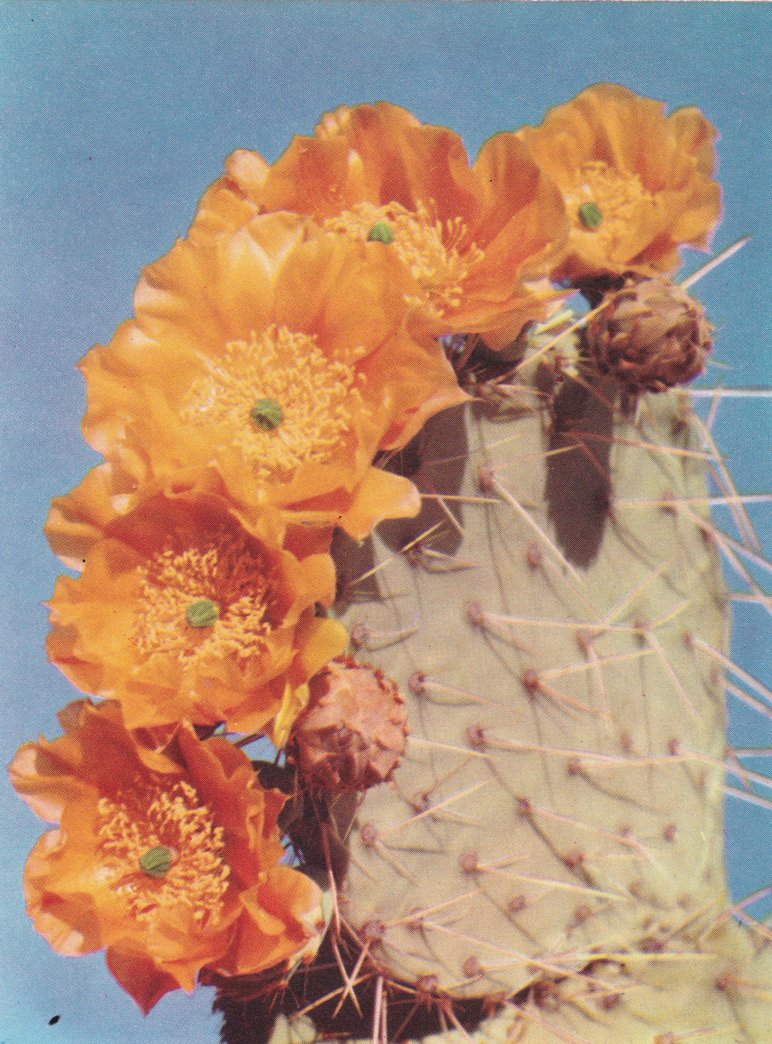 image of cactus