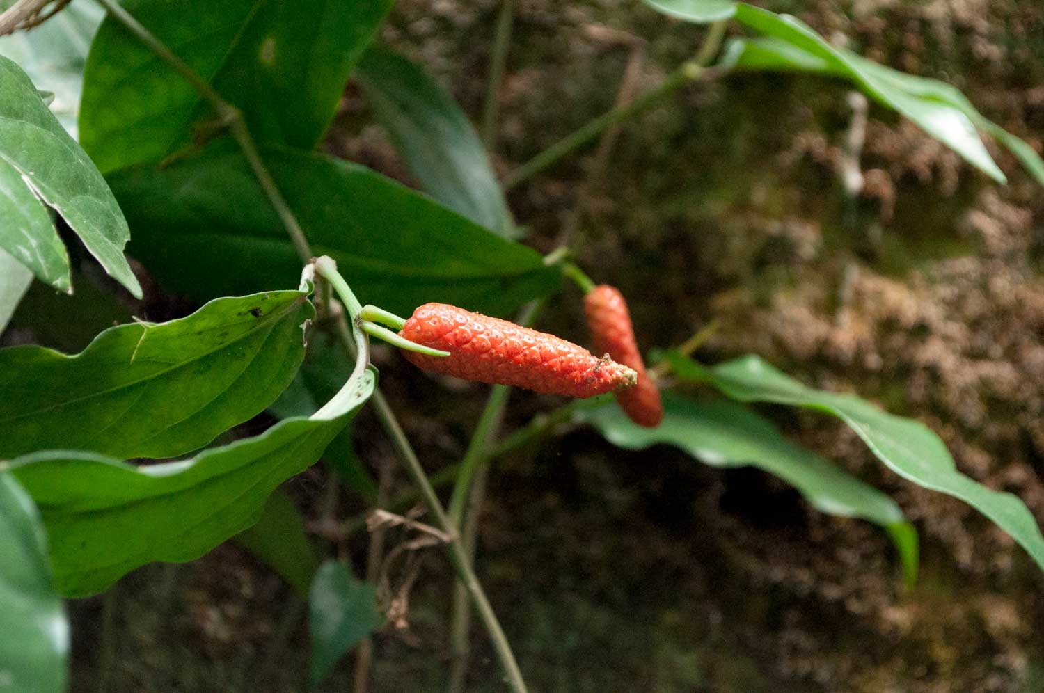 Kala Namak, le sel noir de l'Himalaya allié de notre digestion