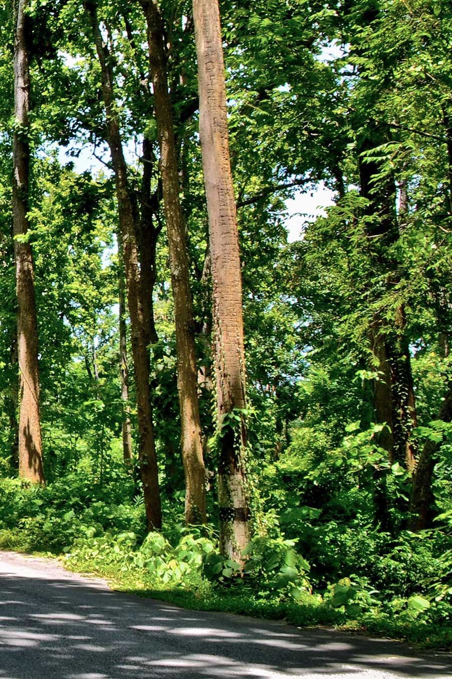 Réserve naturelle d'Assam, photo prise par Diganta Talukdar, Nagaon