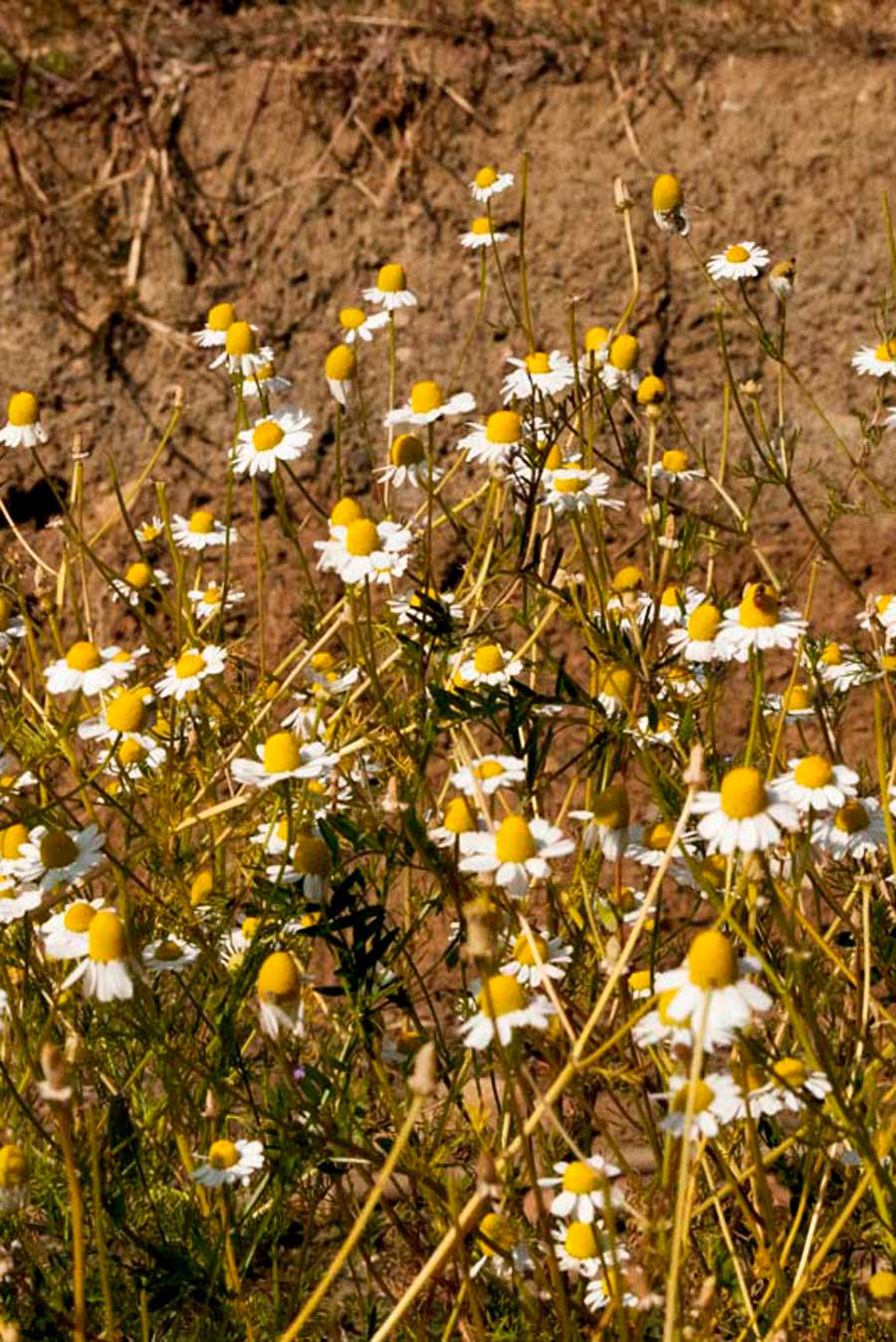 Camomille sauvage dans la nature