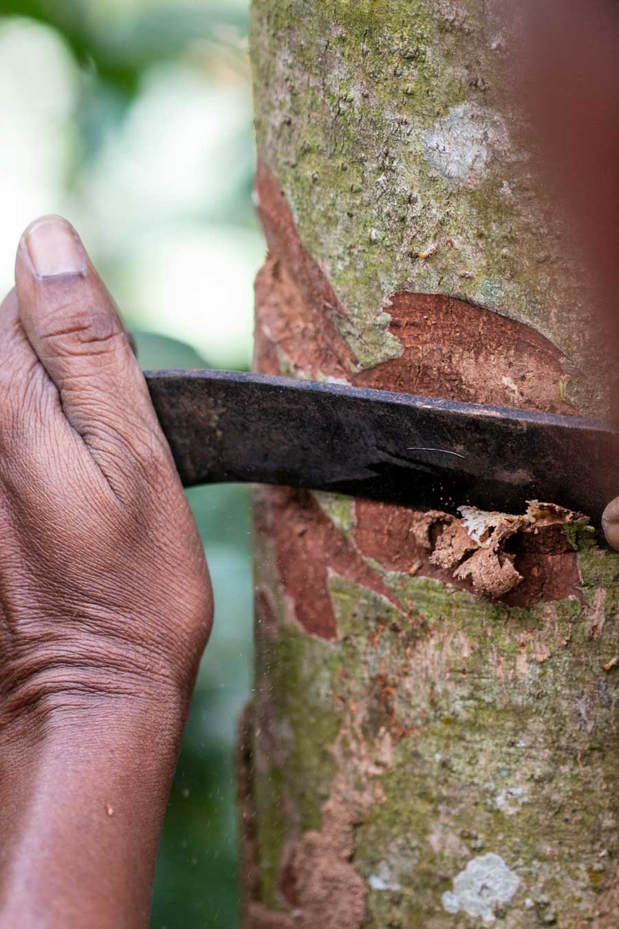 Producteur en train de gratter le tronc d'un cannelier avec une machette afin de récupérer son écorce