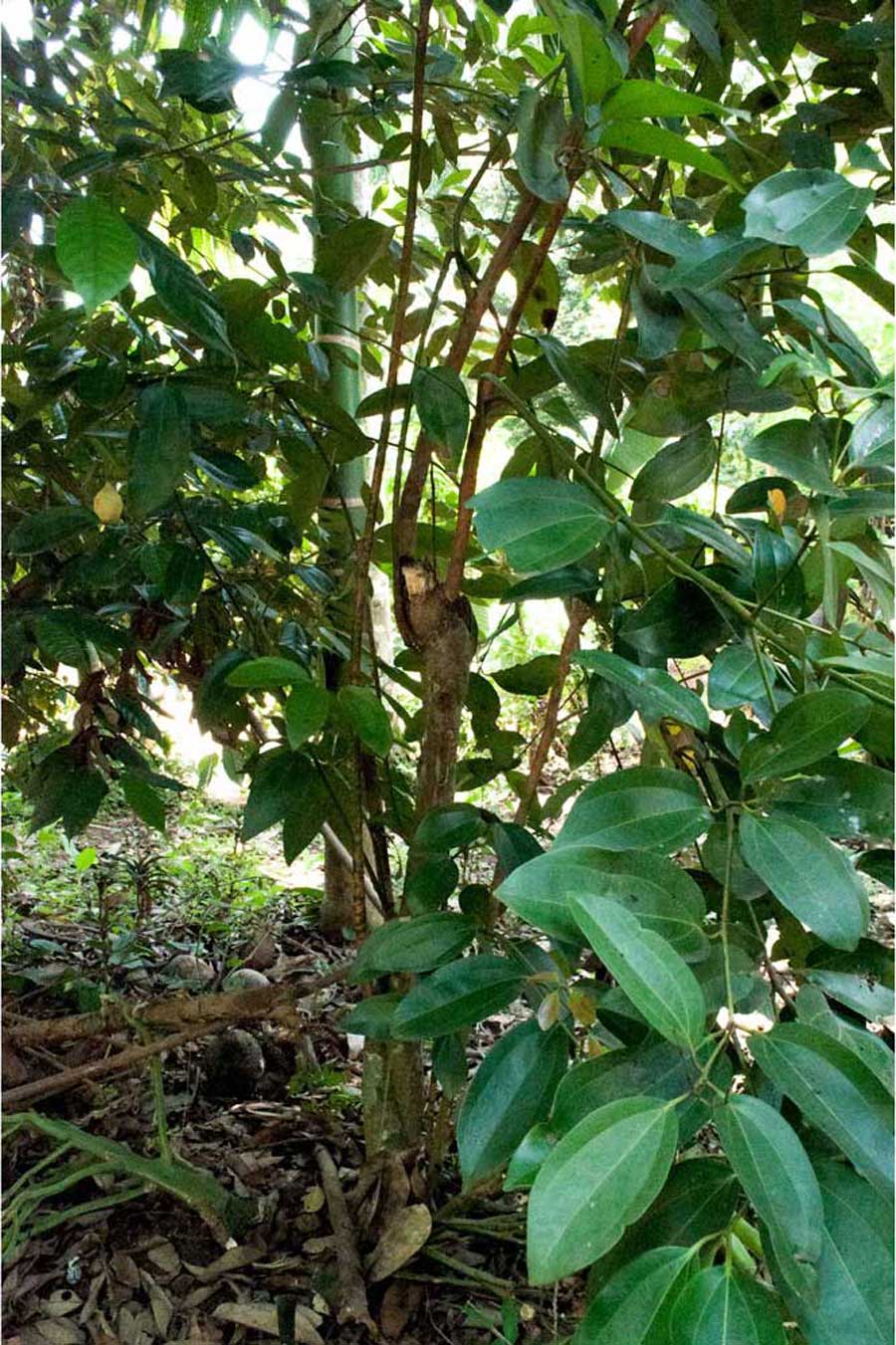 Canneliers en pleine nature au Sri Lanka