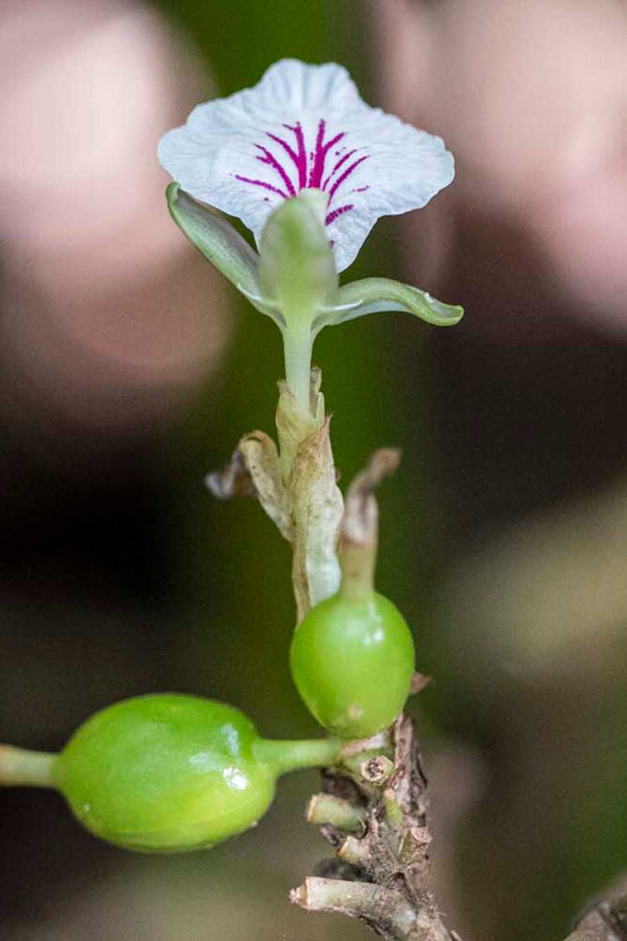 Fleurs de cardamome