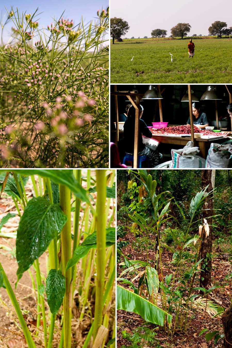 Epices fraîches et sèches servant à faire notre mélange Colombo biologique