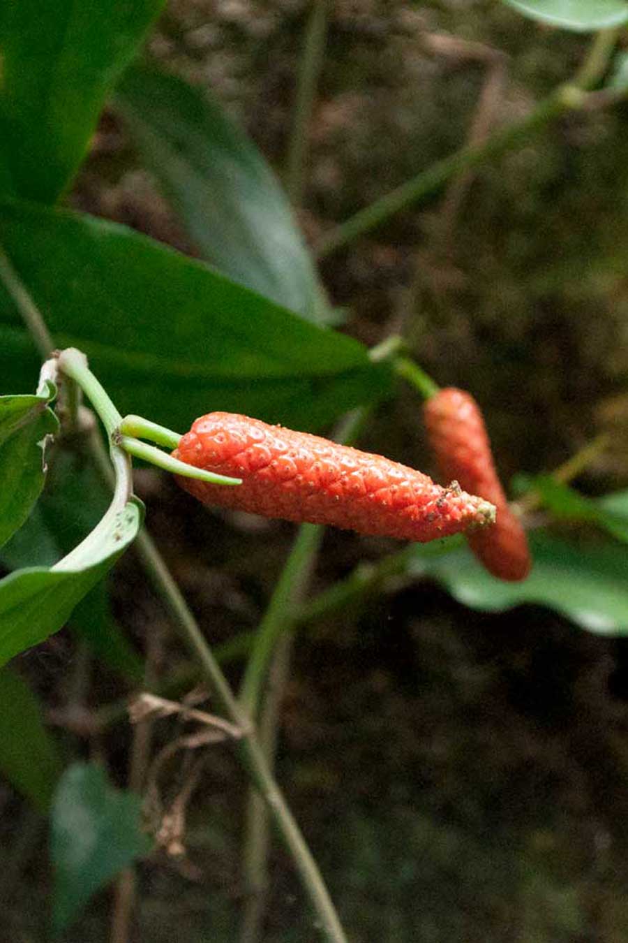 Poivre long rouge