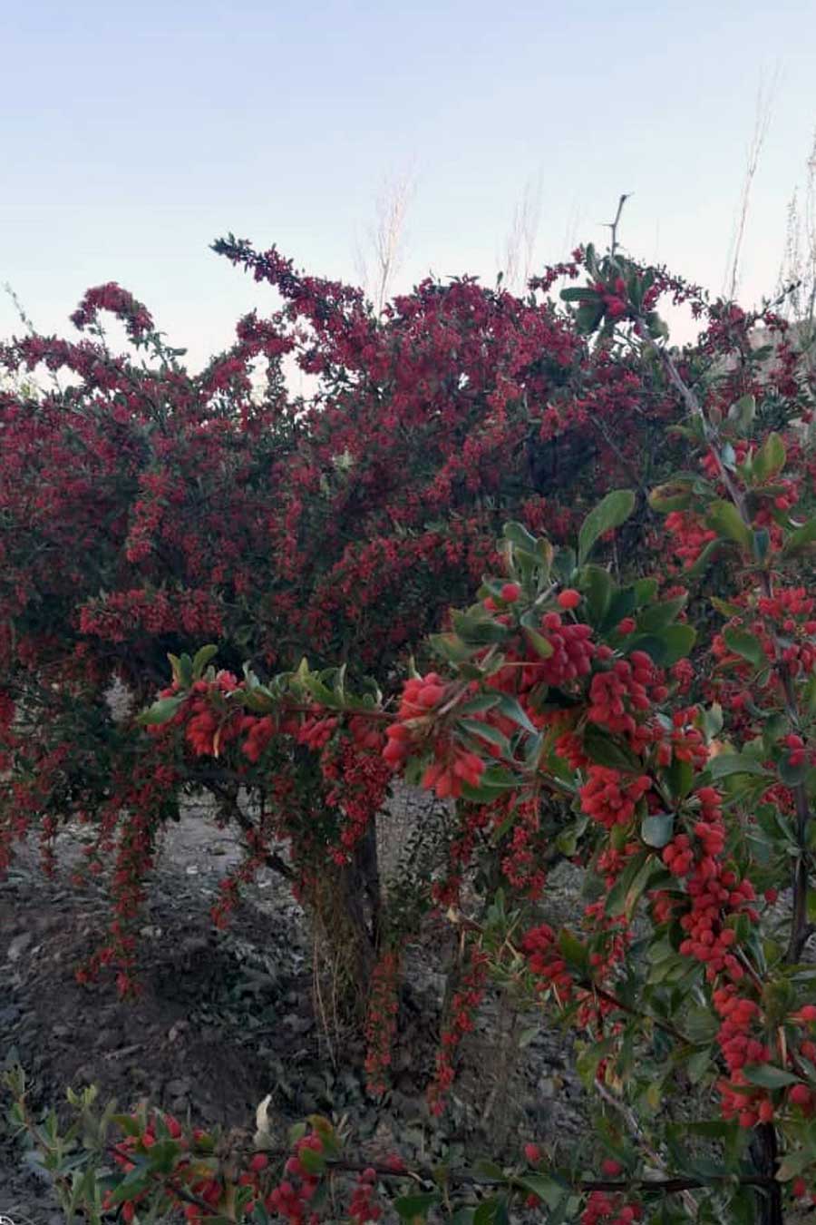 Arbuste d'épine-vinette bio et sauvage de Shiraz, en Iran