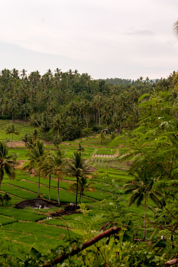 Cocotiers en Inde