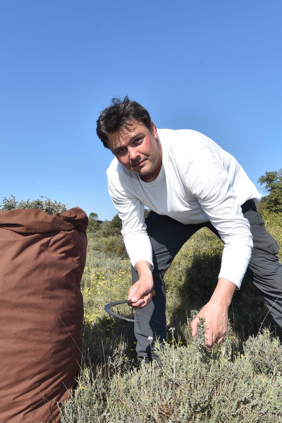 Cueilleur d'herbes sauvages dans le Languedoc, avec qui nous travaillons