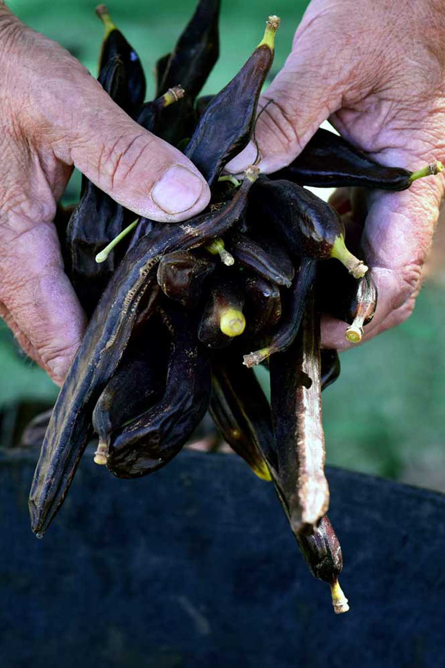 Mélasse de caroube du Liban - Épices Shira