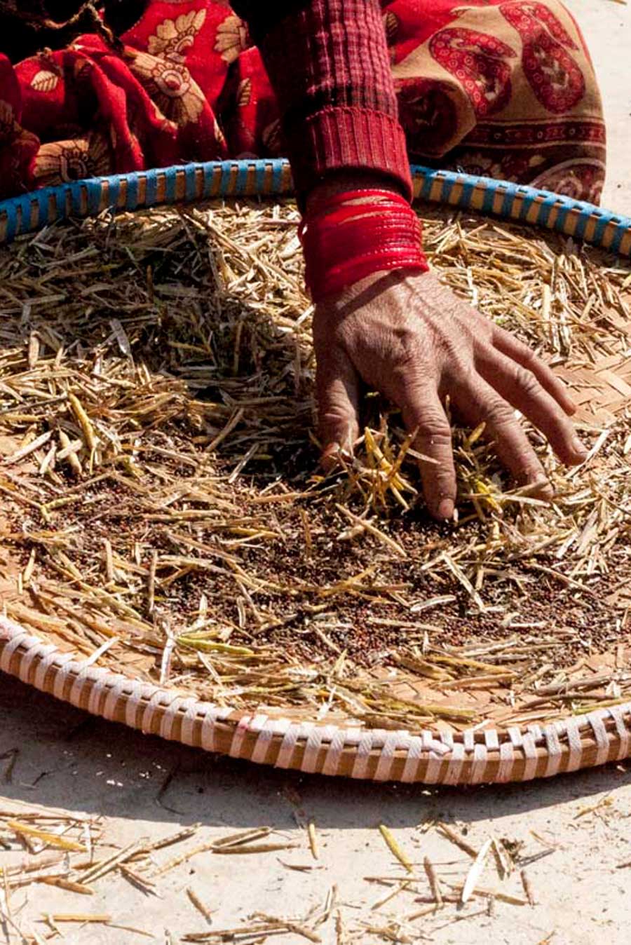 Tri de la moutarde noire, en Inde