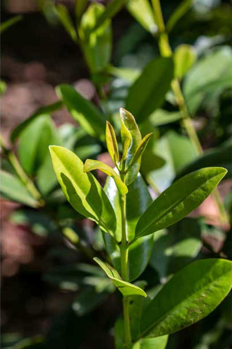 Plante produisant les baies de la Jamaïque