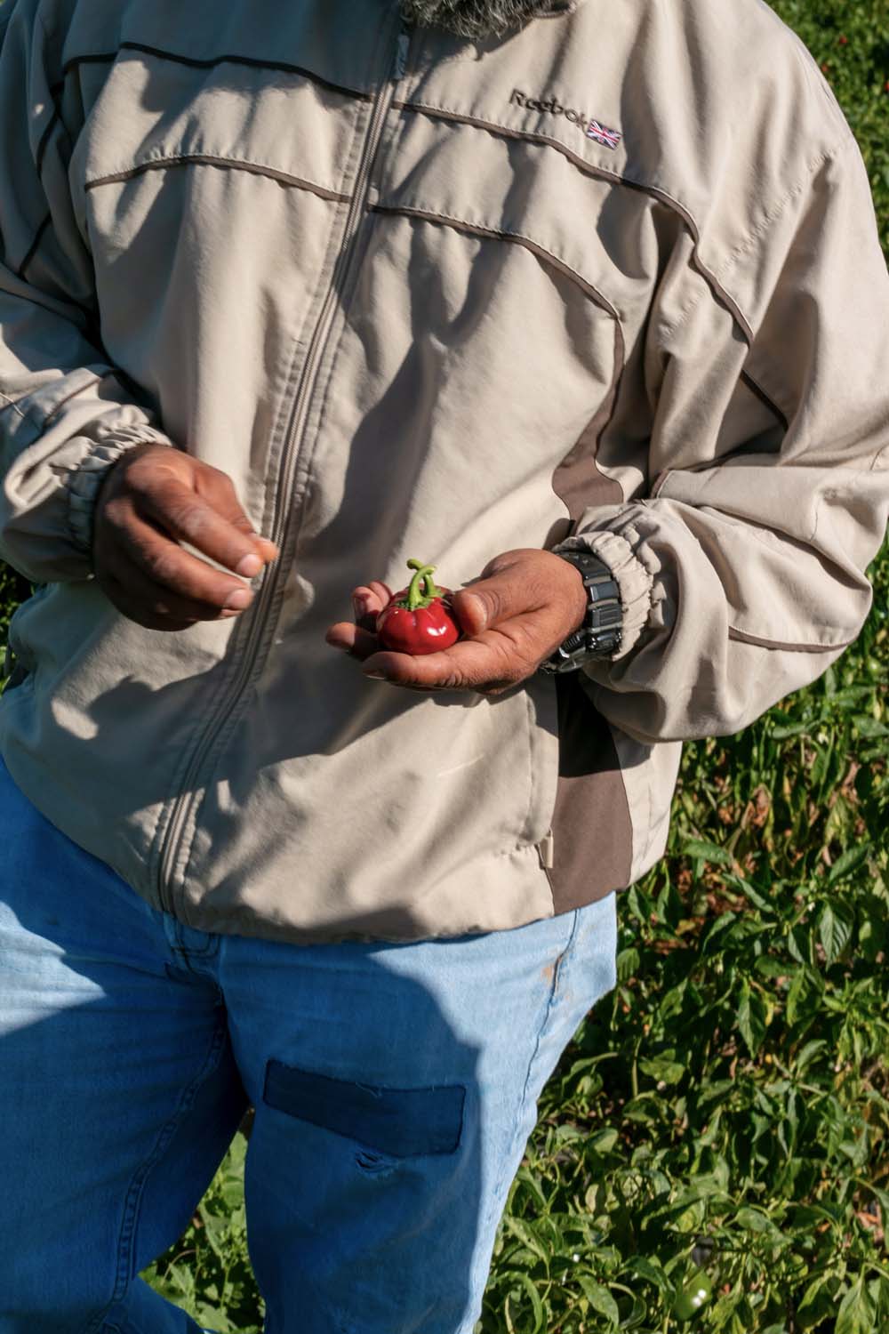 Producteur de piments à Murcia, en Espagne, avec qui nous collaborons