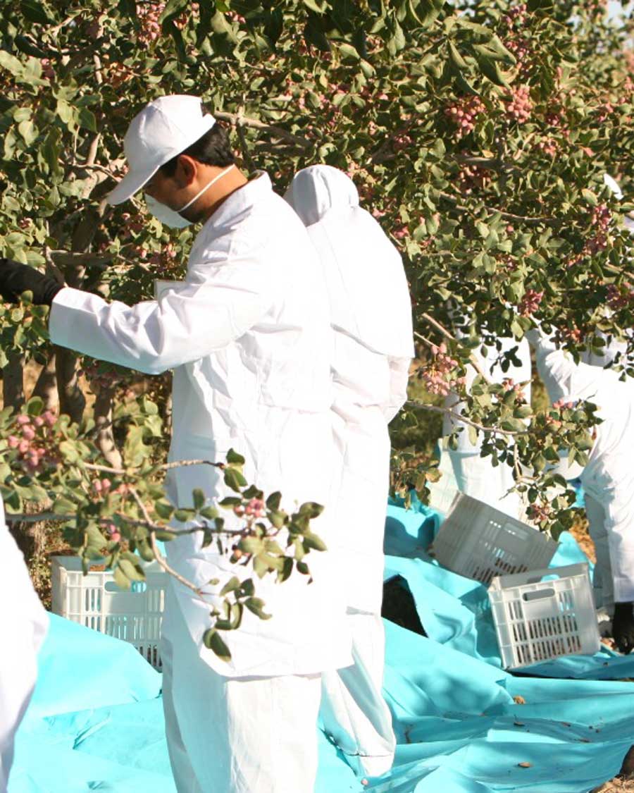 Cueillette de pistaches dans la région Khorazan e-Razavi, en Iran