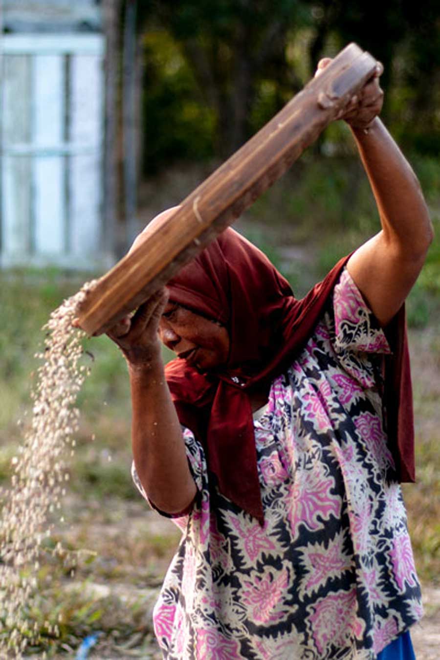 Productrice de poivre blanc biologique, sur l'île de Sulawesi, en Indonésie