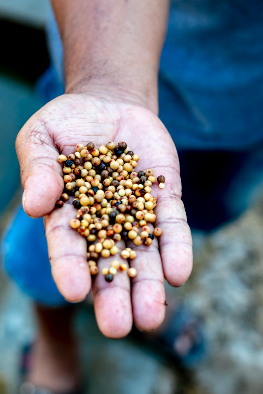 Producteurs d'épices dans le Karnataka, en Inde, avec qui nous collaborons