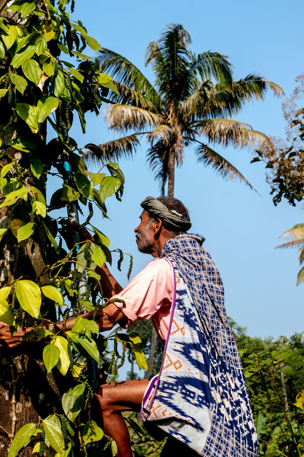 Producteur de poivre dans le Kerala, en Inde, avec qui nous collaborons
