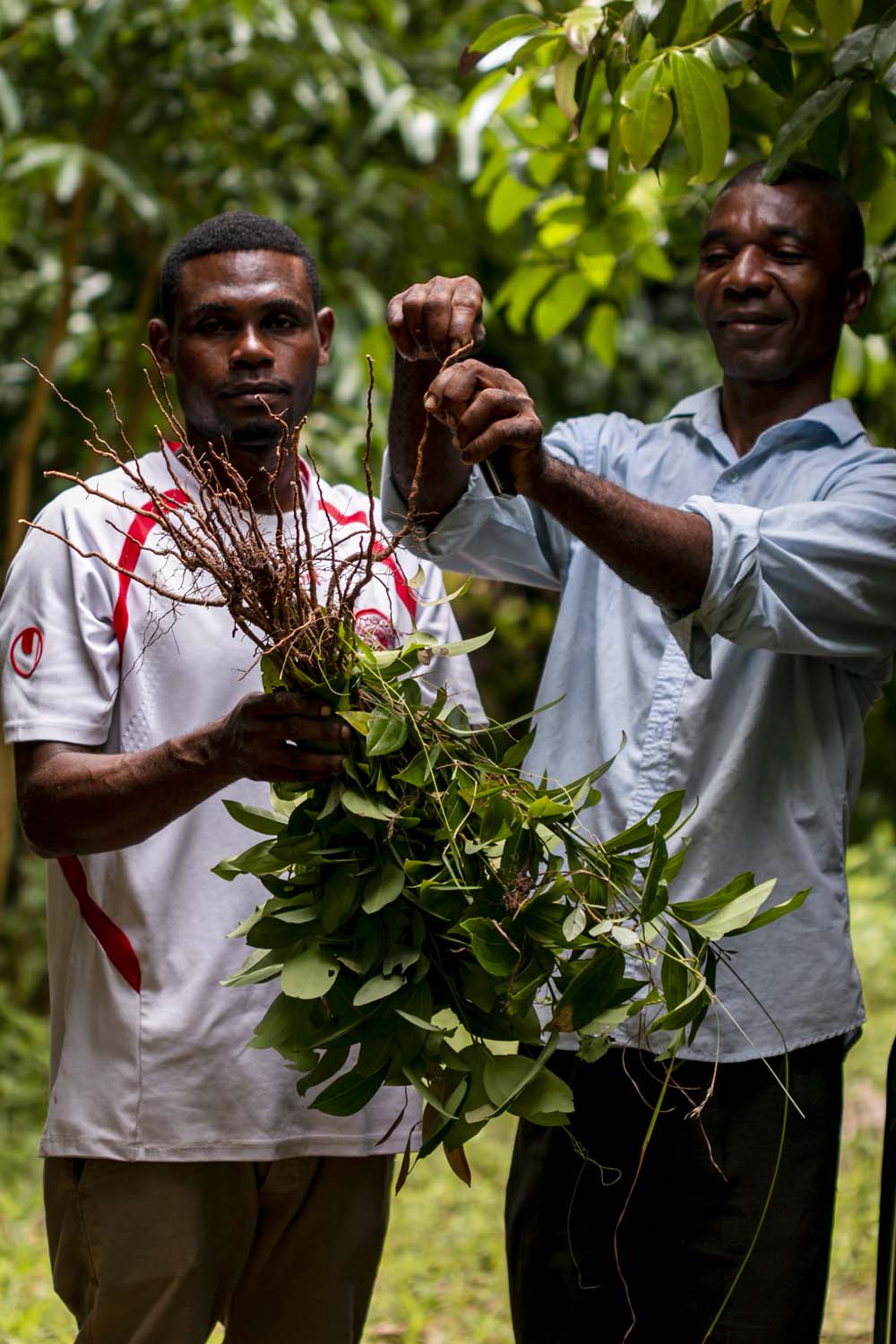 Producteur de poivre noir sur l'île de Pemba, en Tanzanie