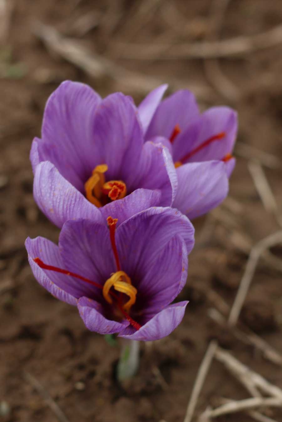Fleur de safran bio (crocus sativus)