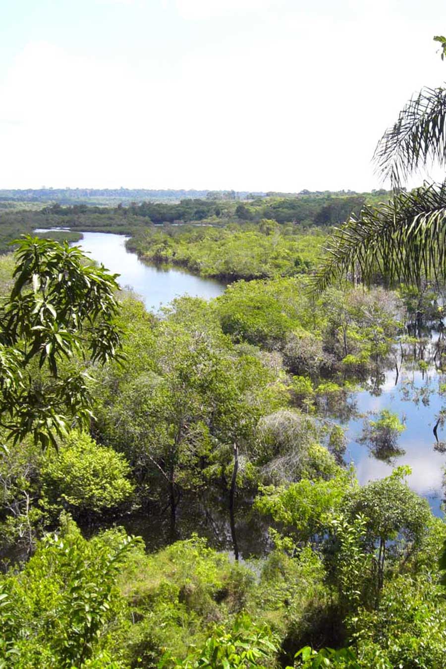 Forêt d'Amazonie centrale où pousse la fève tonka