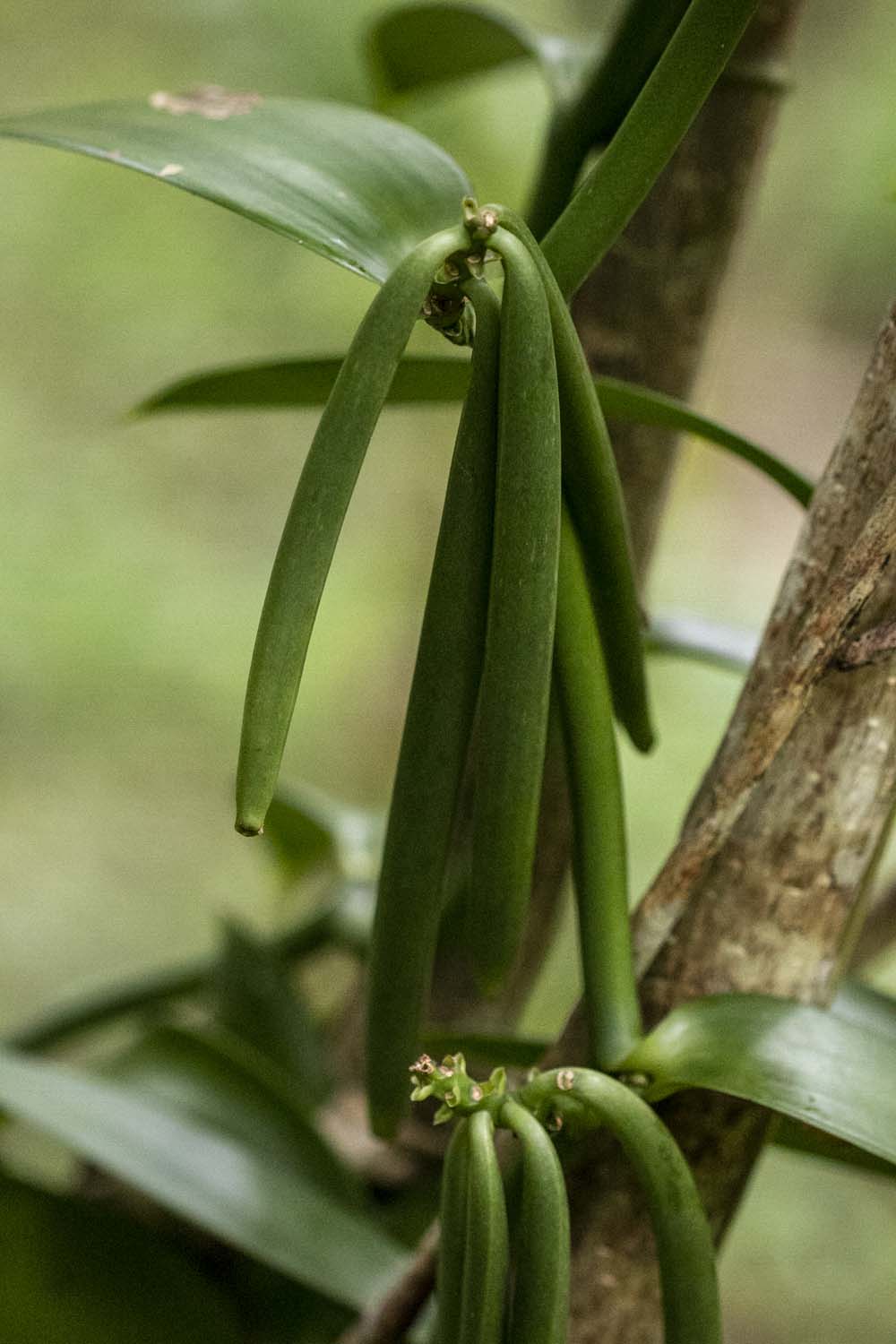 Vanillier biologique sur l'île de Pemba, en Tanzanie