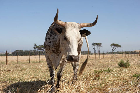 De Grendel's Cows