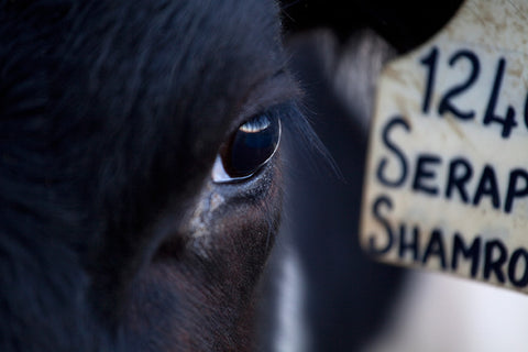 The Cows of De Grendel