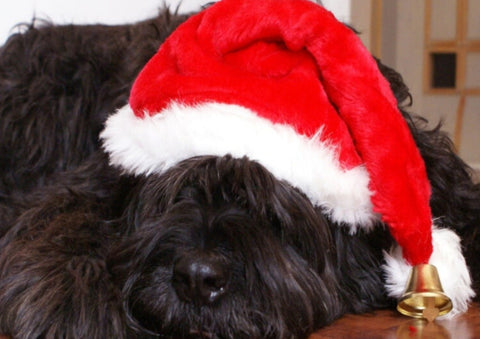 Keeping Your Dog Safe At Christmas - Harrier Pro Pet Foods.co.uk