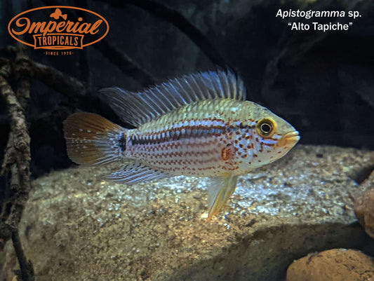 Crystal Tetra (Protocheirodon pi) - shop Imperial Tropicals