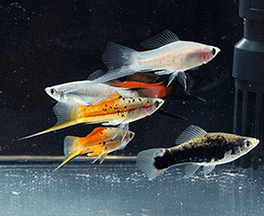 BRILLIANT WHITE NEON TETRA - 10 Pack - Goodjoseph LIVE Fish Store