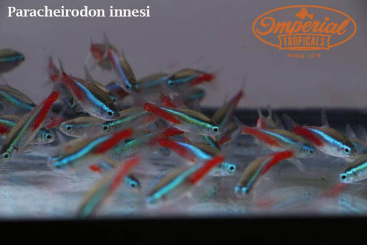 Crystal Tetra (Protocheirodon pi) - Group of 5 Fish - Aqua