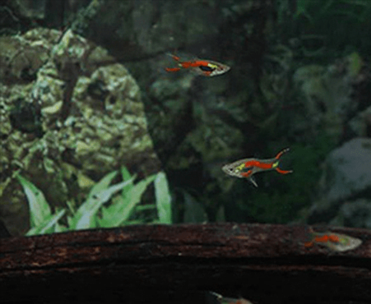 Candy Cane Tetra HY511 (Hyphessobrycon rosaceus) - shop Imperial Tropicals